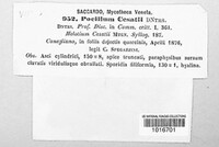 Vibrissea cesatii image